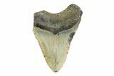 Bargain, Fossil Megalodon Tooth - North Carolina #356703-1